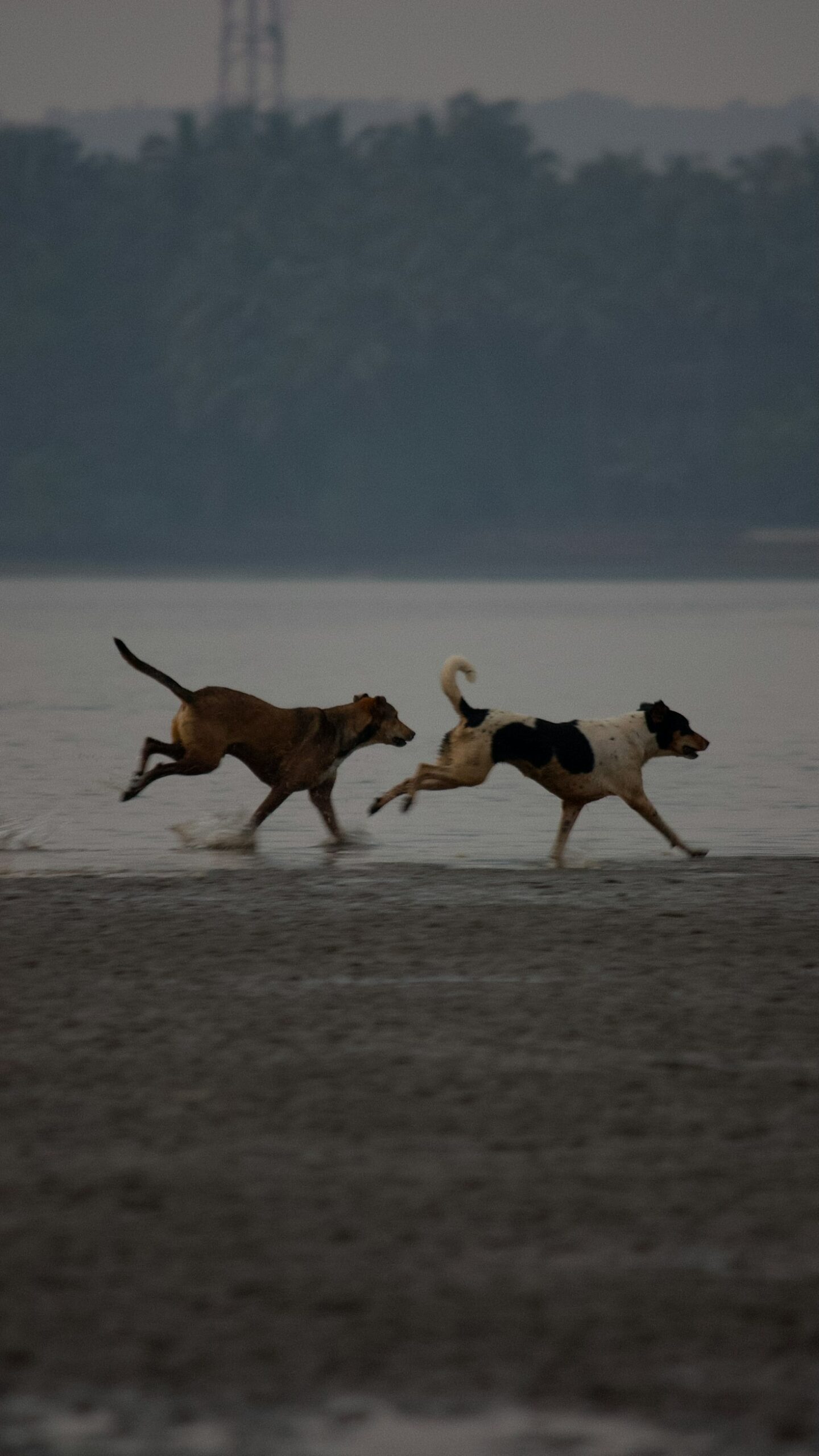 Importância do check-up regular para cães velhos