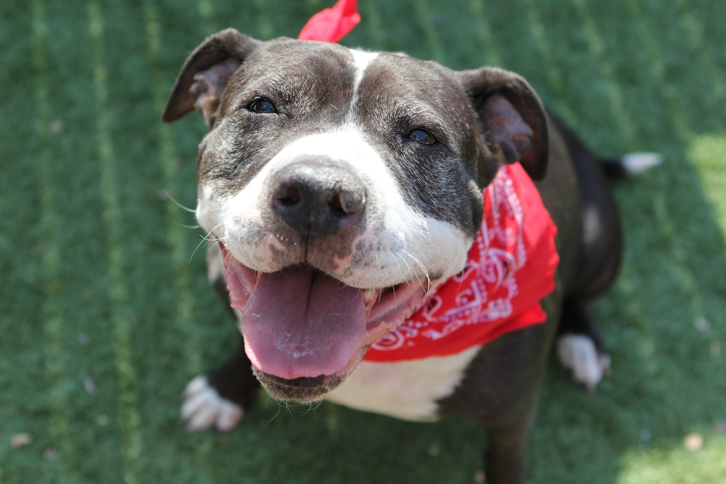 Dicas para aliviar dores em cães mais velhos