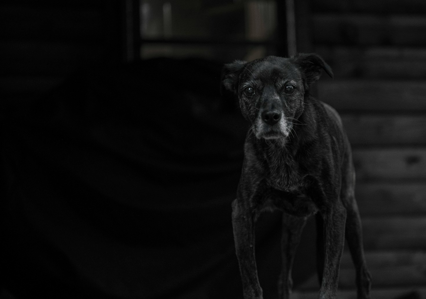 Cuidados especiais para cães com necessidades específicas